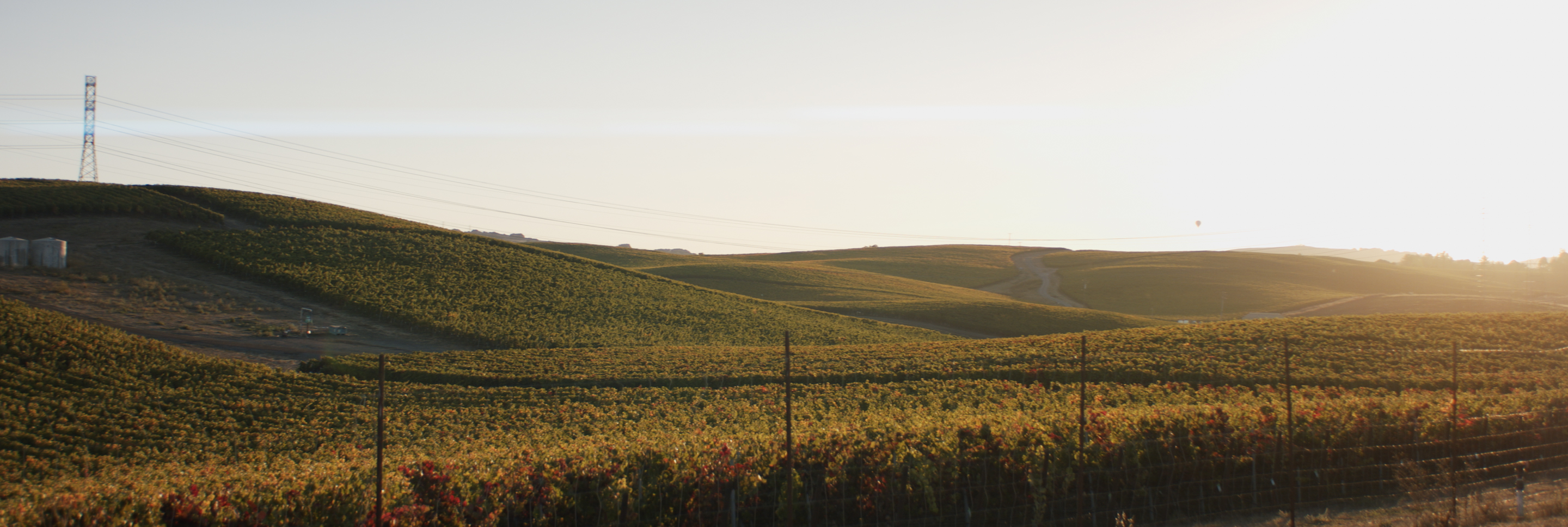 Grapes hanging on a vine with sun flare